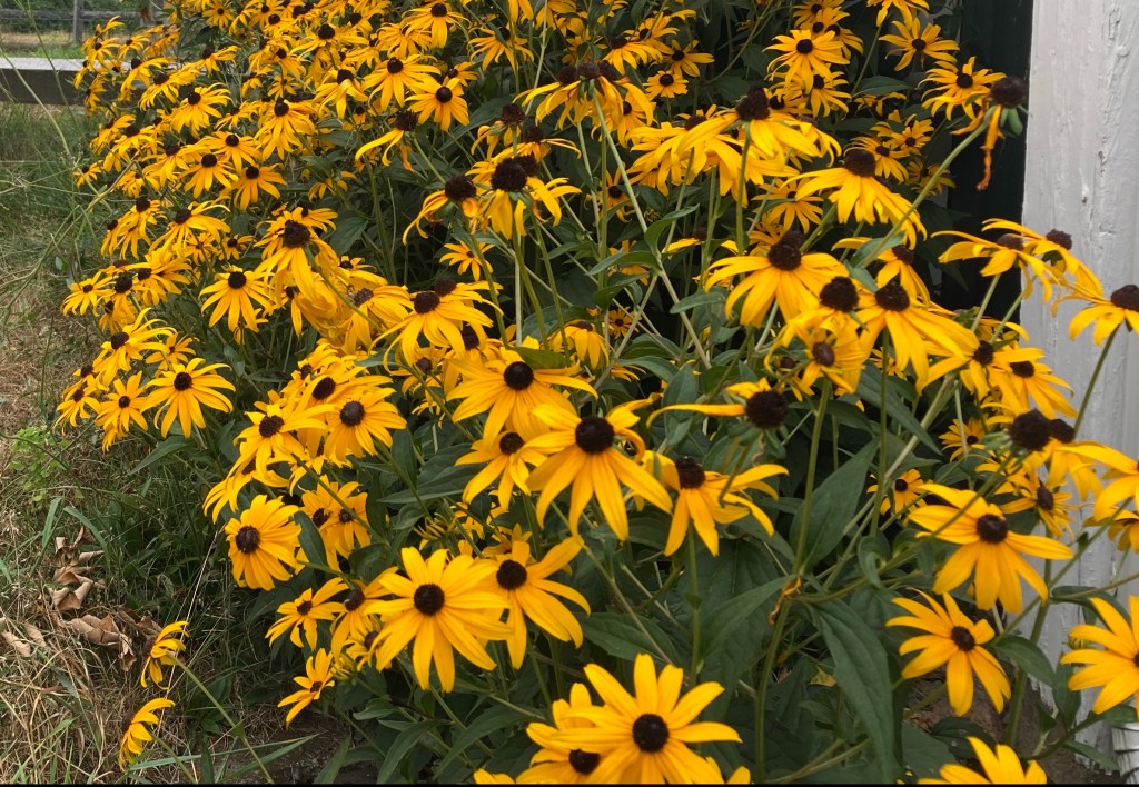 Rudbeckia, or Black-eyed Susan