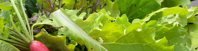 radishes and lettuc etogether