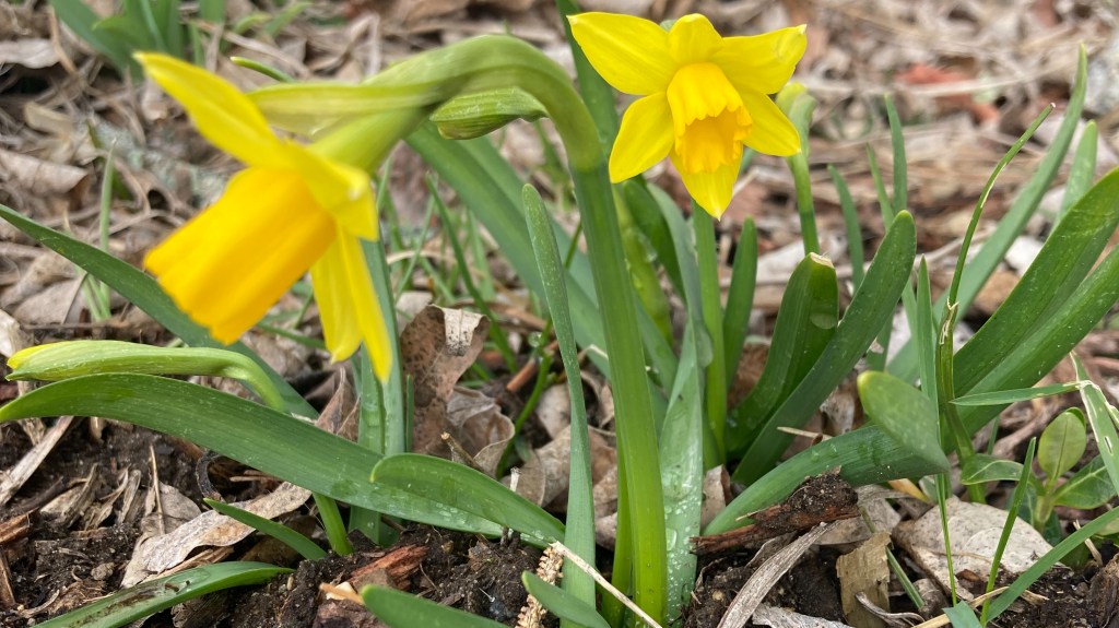 Miniature Daffodils emerging - March