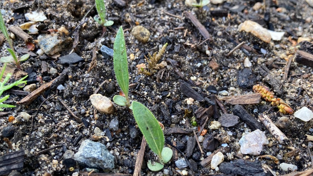 small green leaves emerging from dirt