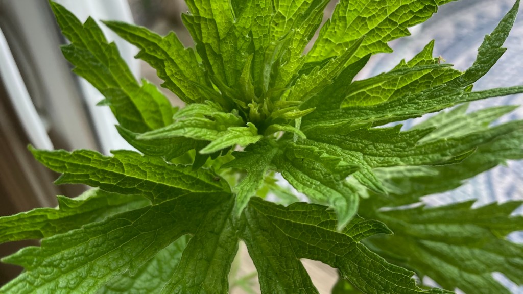 serated green leaves