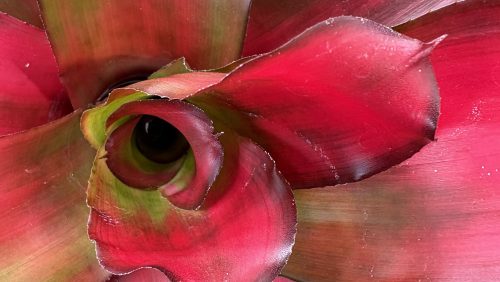 red leaves emerging from a tropical potted plant